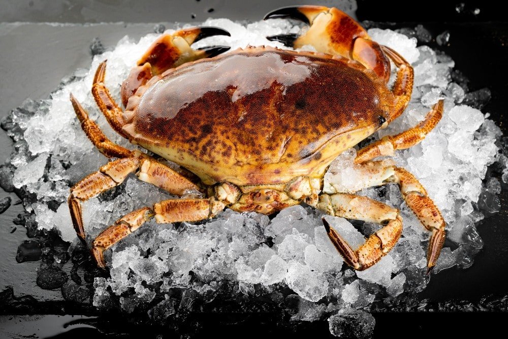 Florida stone crab on a bed of ice